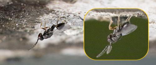 Eurytoma sp.